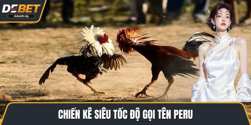 Chiến kê siêu tốc độ gọi tên Peru