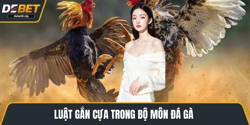 Luật gắn cựa trong bộ môn đá gà Campuchia
